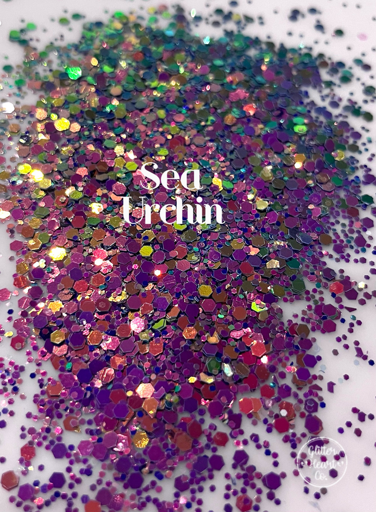 Sea Urchin